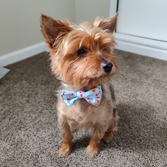 Holiday Bow and Bandana for Dog - Picture 5 of 6